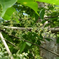 Hevea brasiliensis (Willd. ex A.Juss.) Müll.Arg.